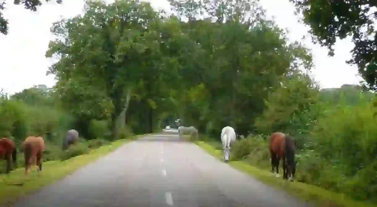 New Forest Ponies