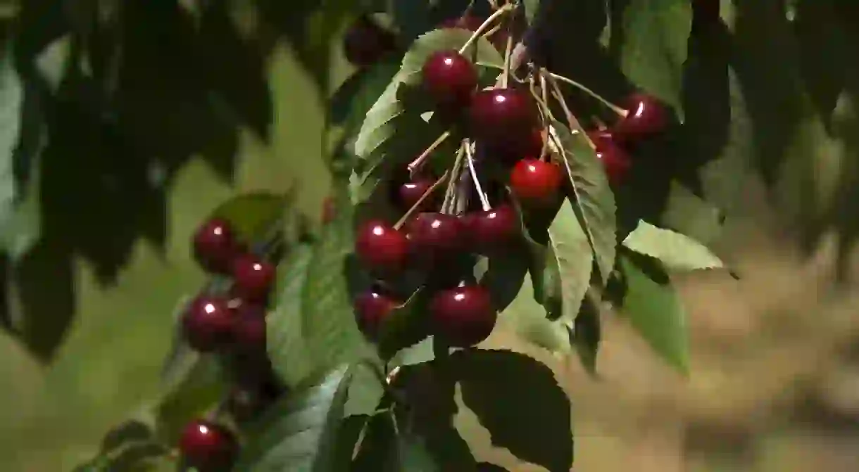 Michigan cherries