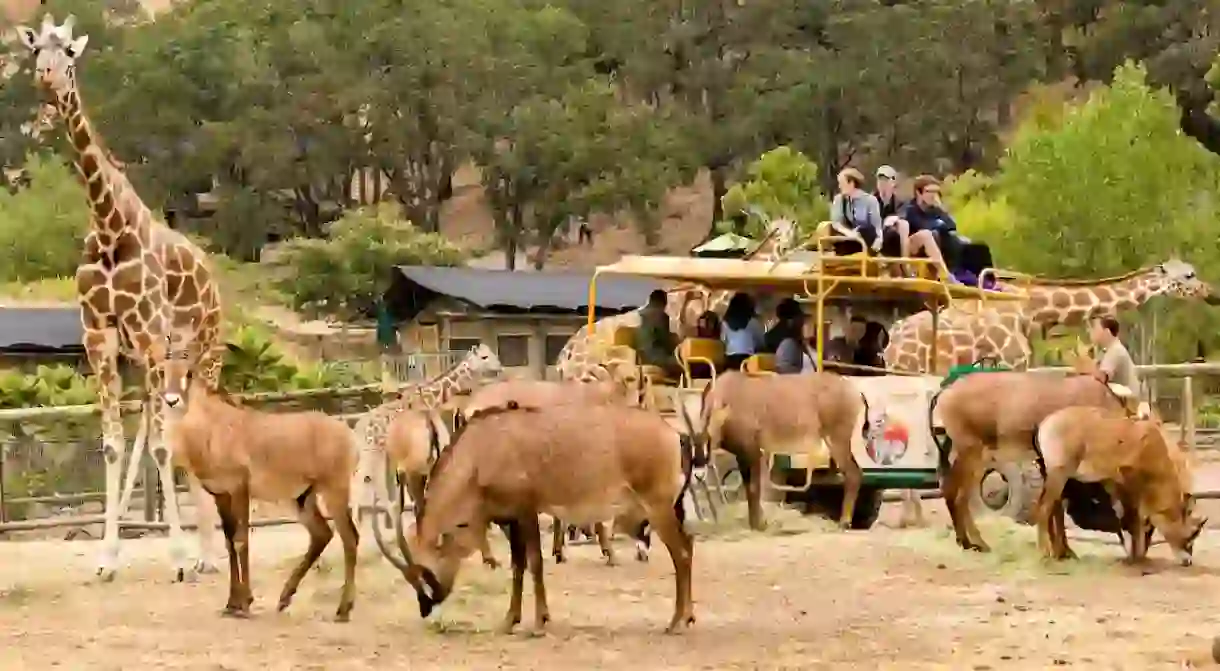 Visitors and animals at Safari West wildlife preserve in Santa Rosa, CA