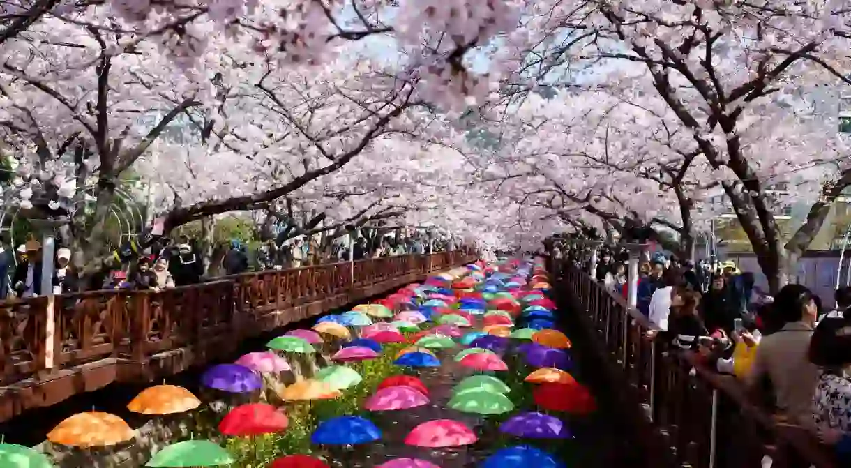 Jinhaes cherry blossoms are a sight to behold in spring