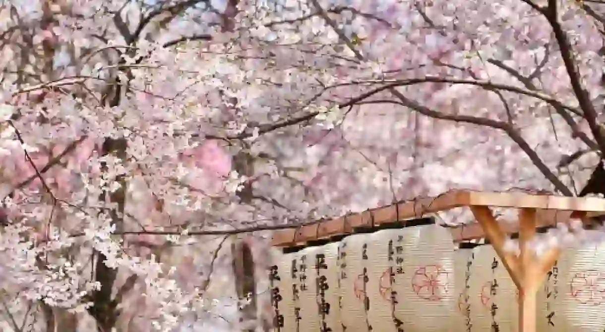 Japanese lantern in the park filled with Sakura