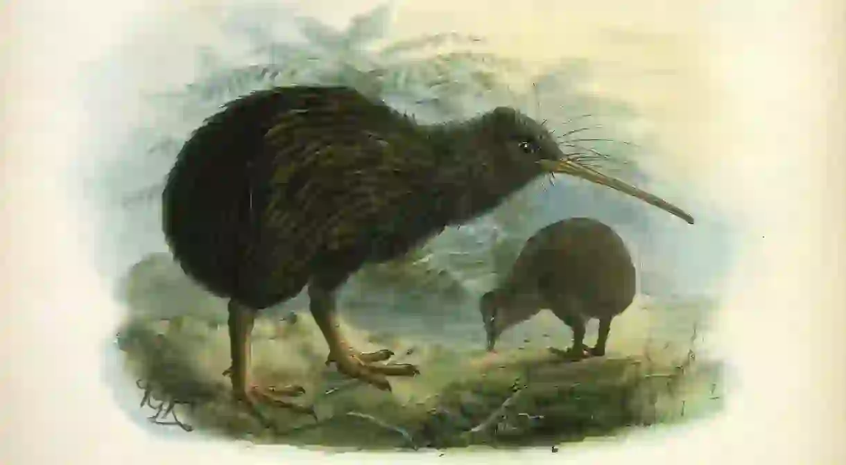 Lithograph, Apteryx Mantelli (North Island kiwi), London, 1873