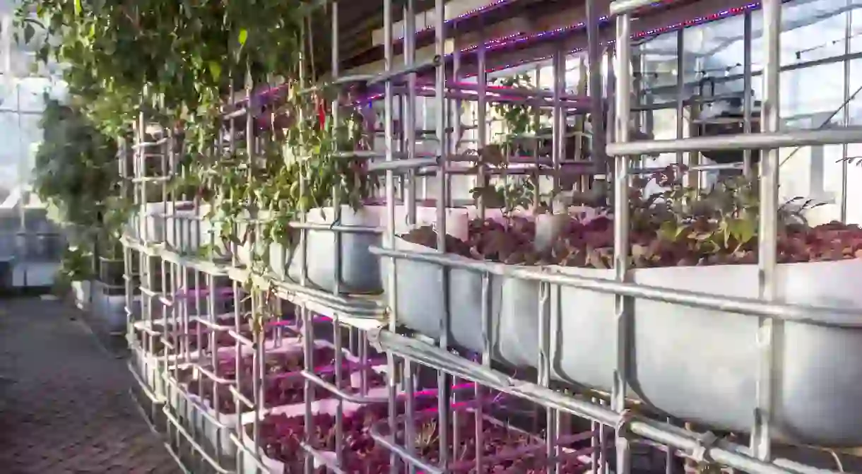 Aquaponic systems inside Mediamatics greenhouse