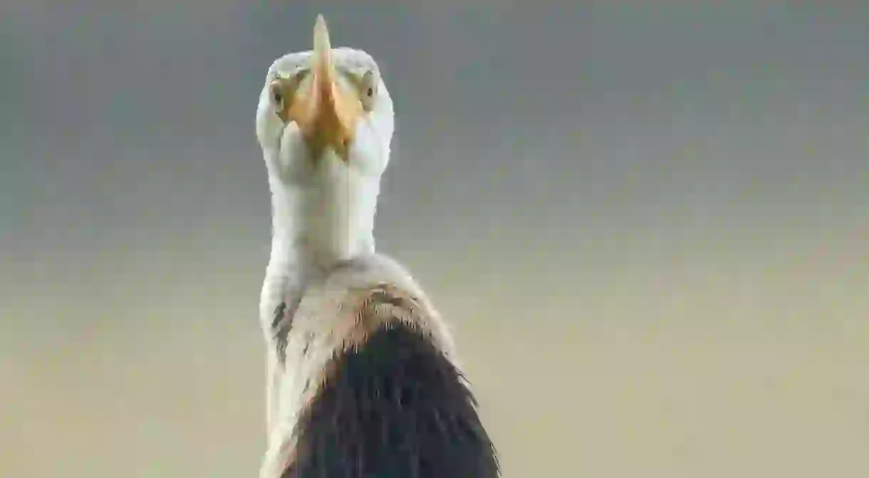 Lady with a Shawl (Indian Darter)