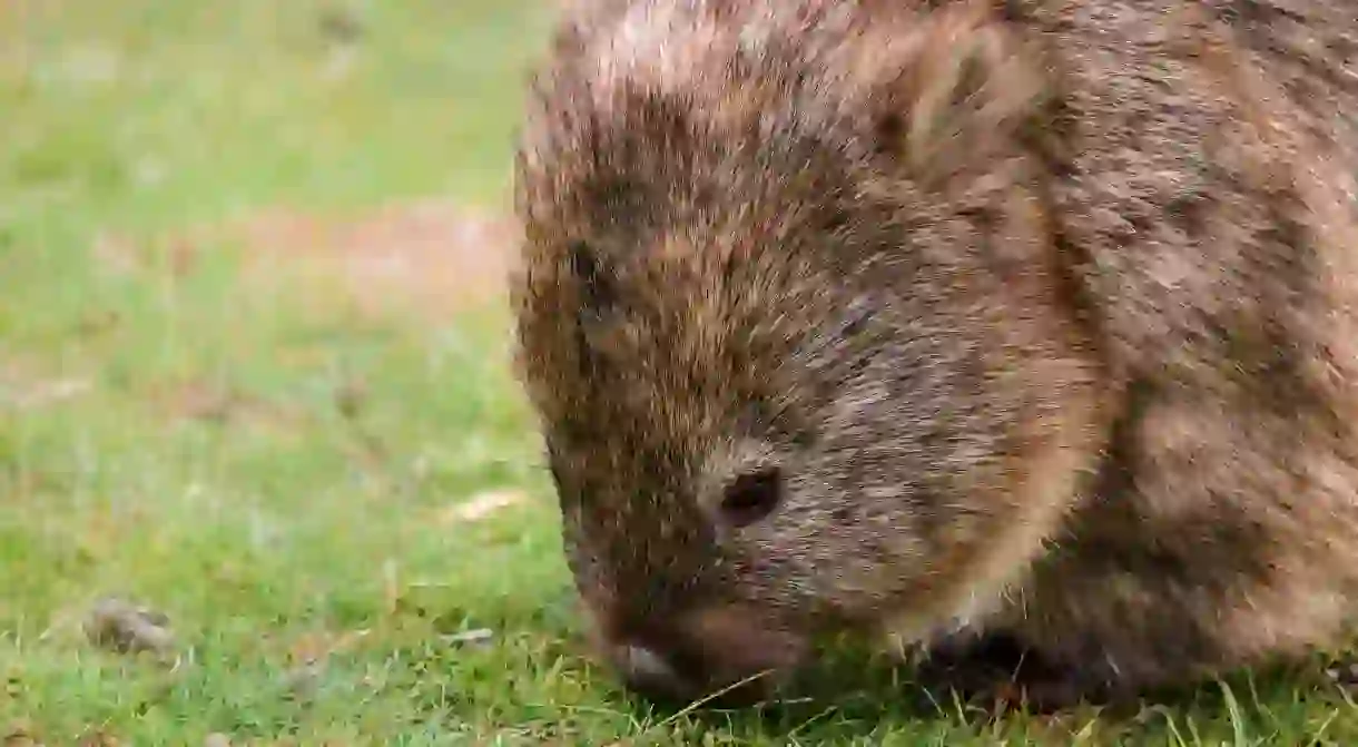 A wombat on Tasmanias Noahs Ark