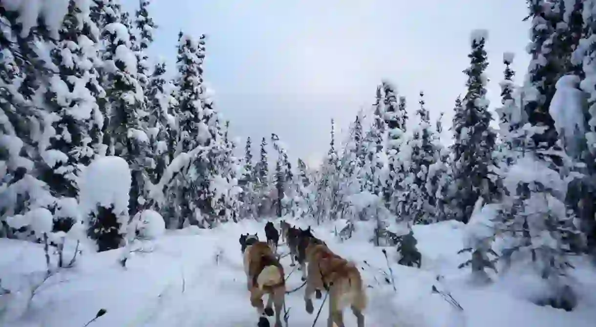 Dog sledding through the Alaskan wilderness