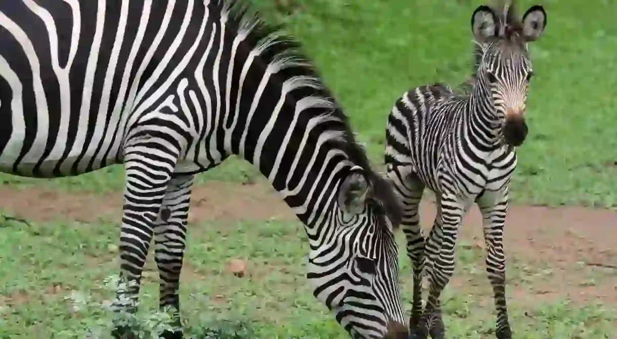 Zebras at South Luangwa National Park