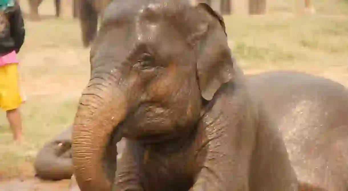 Young elephant at an ethical sanctuary in Thailand