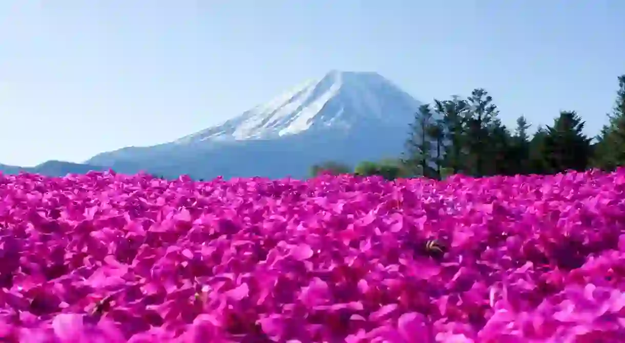 Shiba Sakura and Mt. Fuji