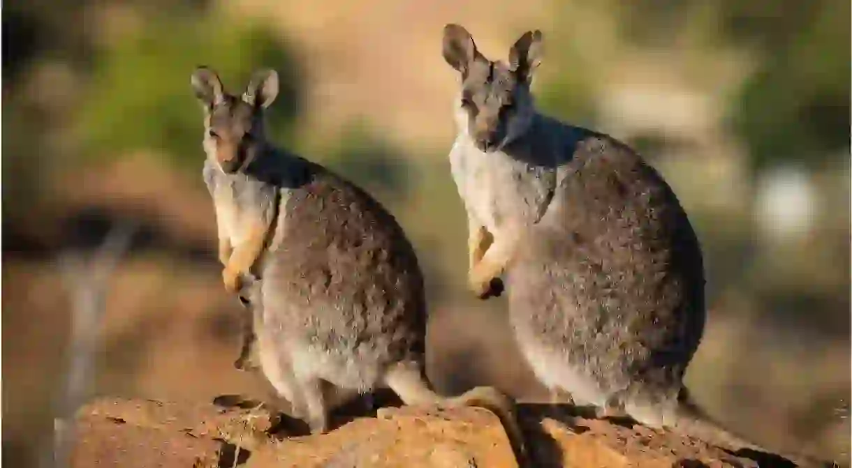 Wallabies spotted at the Botanic Gardens in Alice Springs