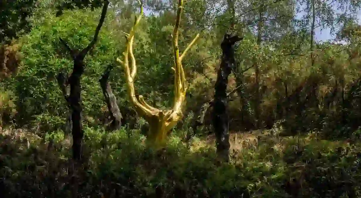 The mythical forest of Brocéliande