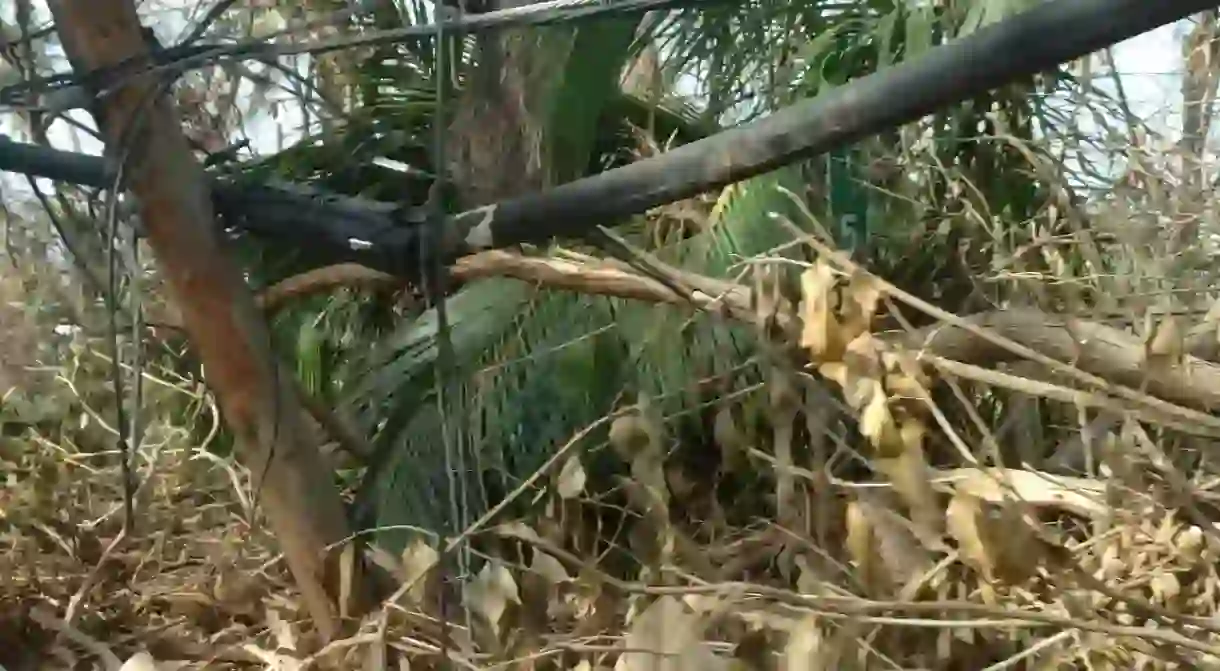 Power lines after Hurricane Maria