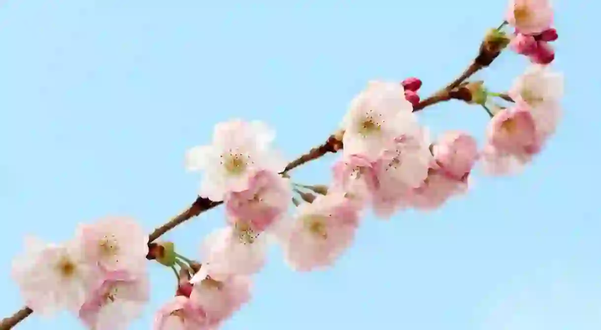 Cherry blossom flowers