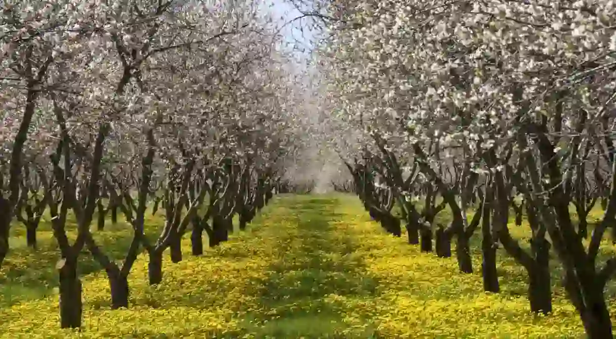 Michigan cherry blossoms