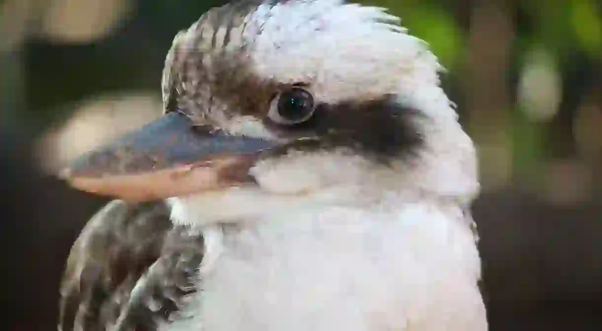 Up close to a kookaburra