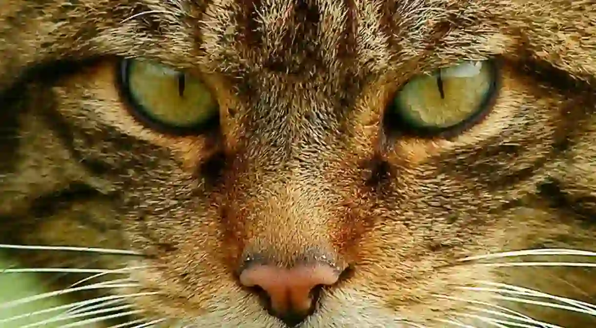 Scottish Wildcat