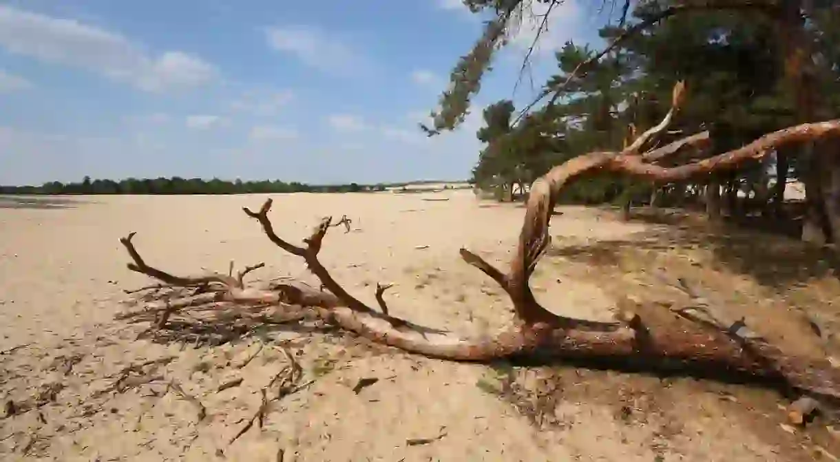 De Loonse en Drunense Duinen National Park in the Netherlands