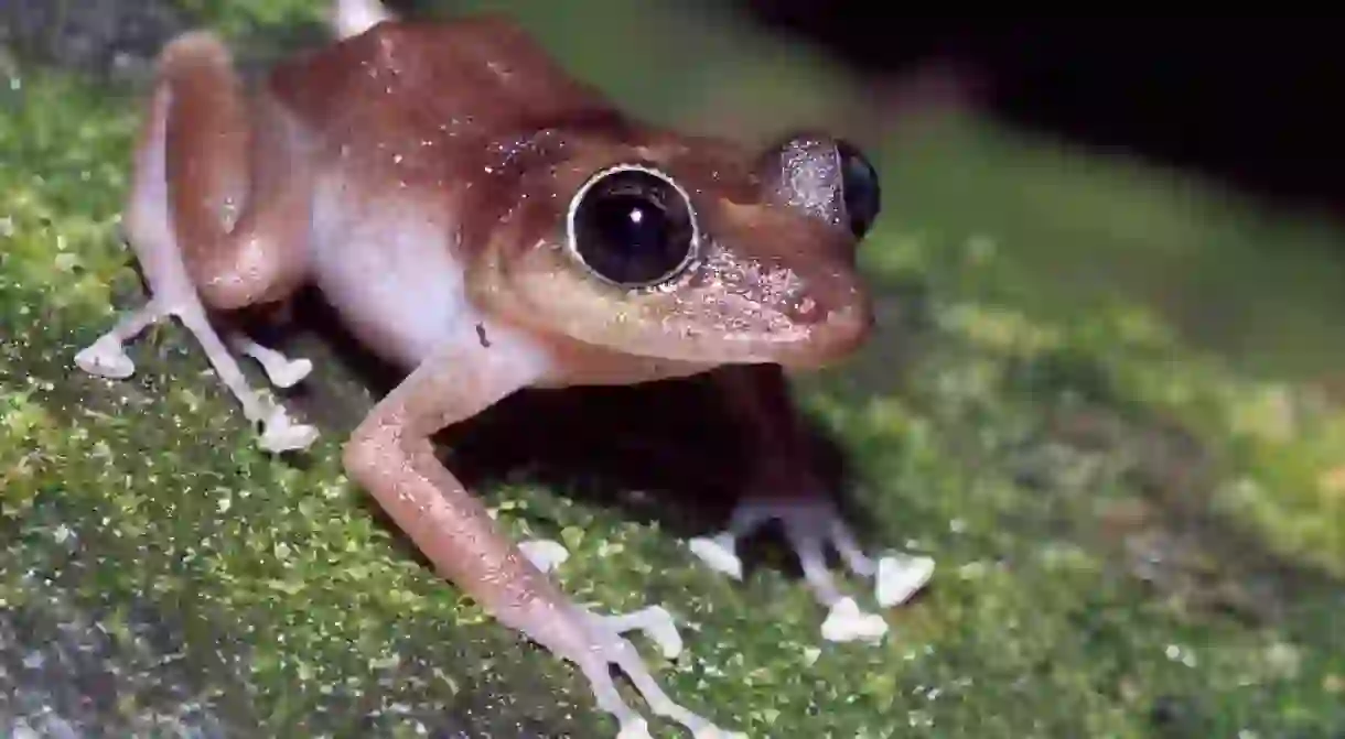 The coquí frog