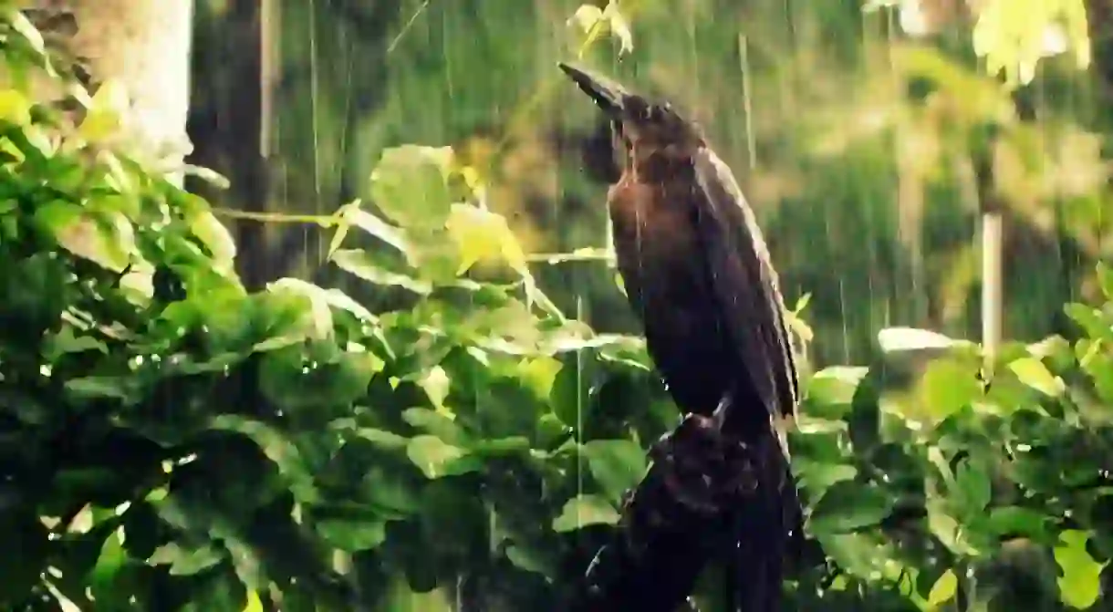 A bird in the rain in Yucatán state