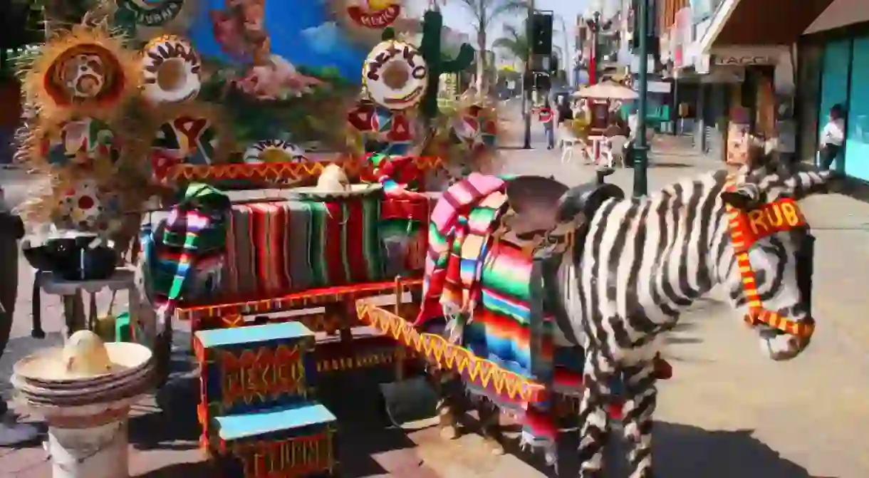 Zebra in Tijuana