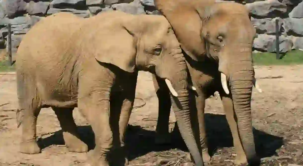 Some elephants are forced into lifelong labor