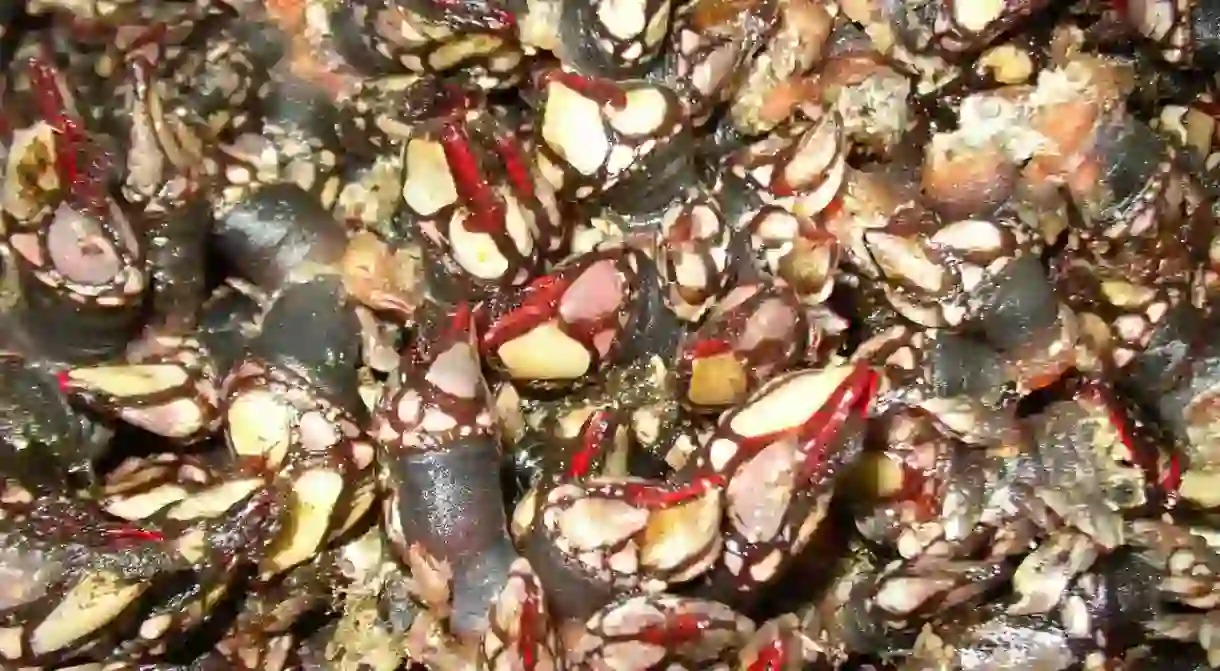 Percebes or goose barnacles