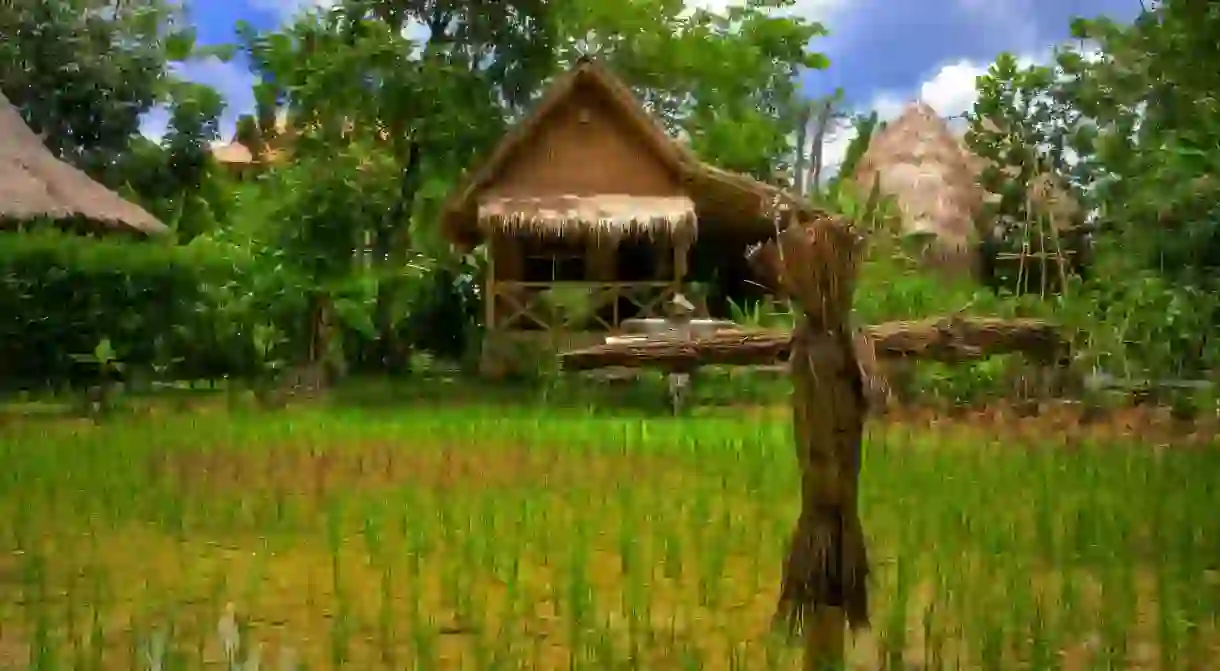 Verdant rice farm in Thailand