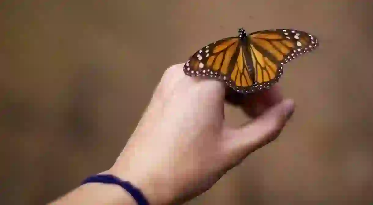 Monarch butterflies migrate to Mexico each year