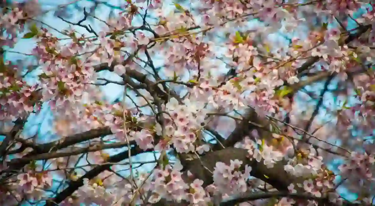 Korean cherry blossom