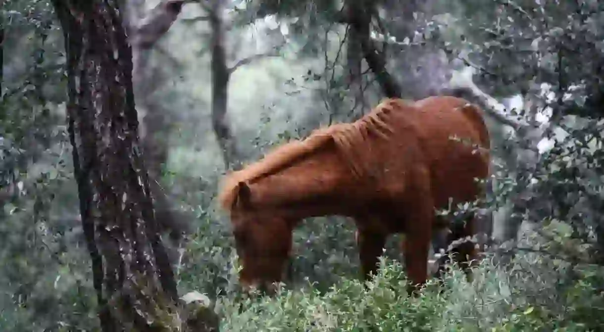 A wild horse in Büyükadas lush pine forest