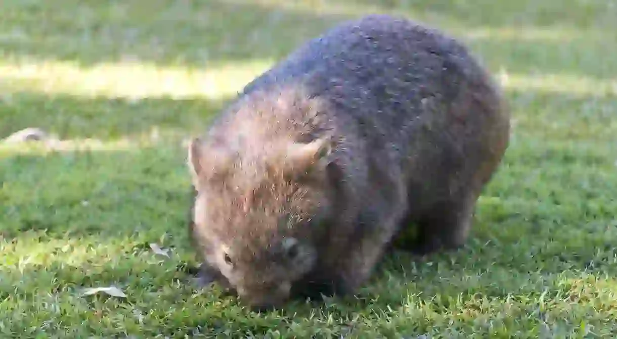 One of Australia Zoos wombats