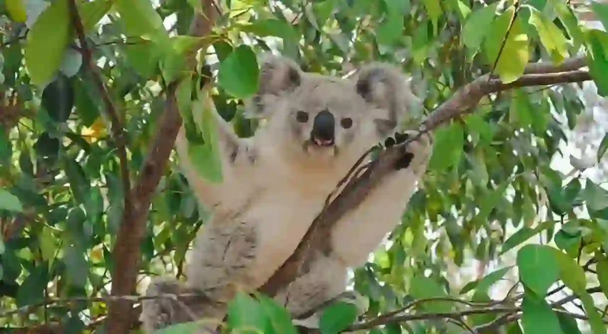 Playing peek-a-boo on Magnetic Island