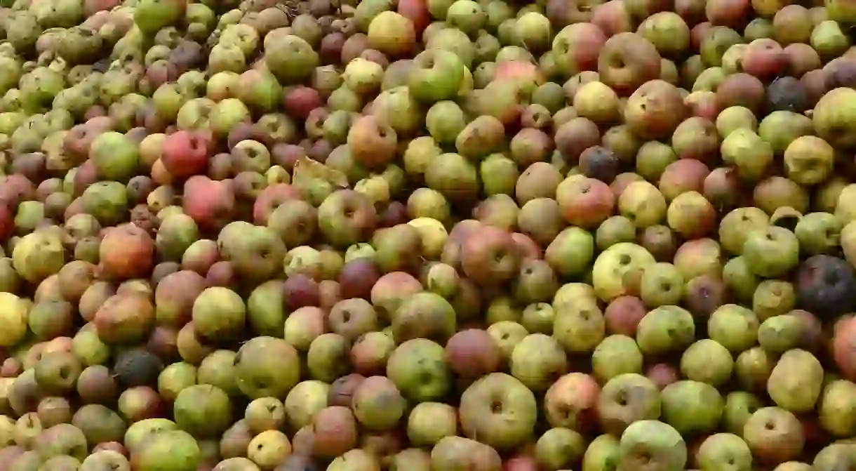 Apples ready for production in Normandy