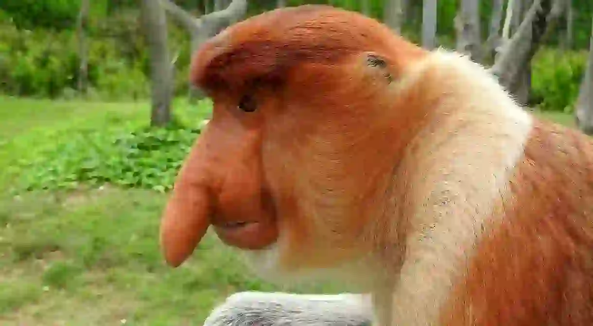 Proboscis monkey: What a face!