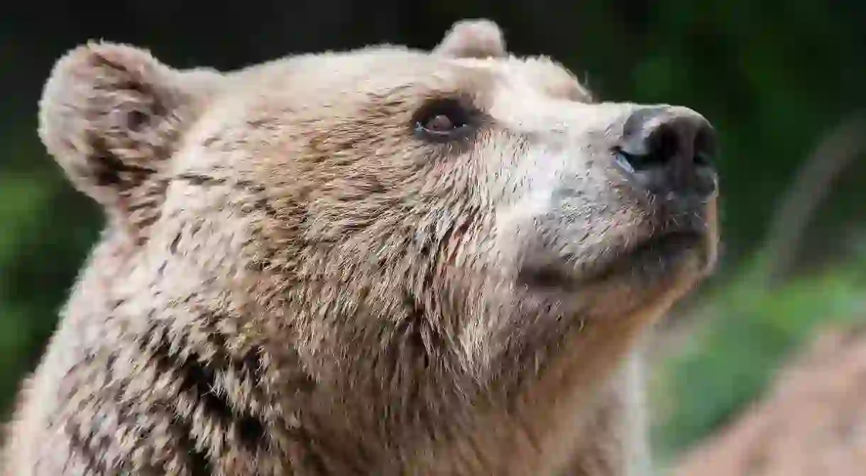 Switzerland will soon provide a sanctuary for five brown bears