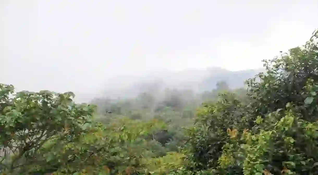 A cloud forest in Cuetzalán