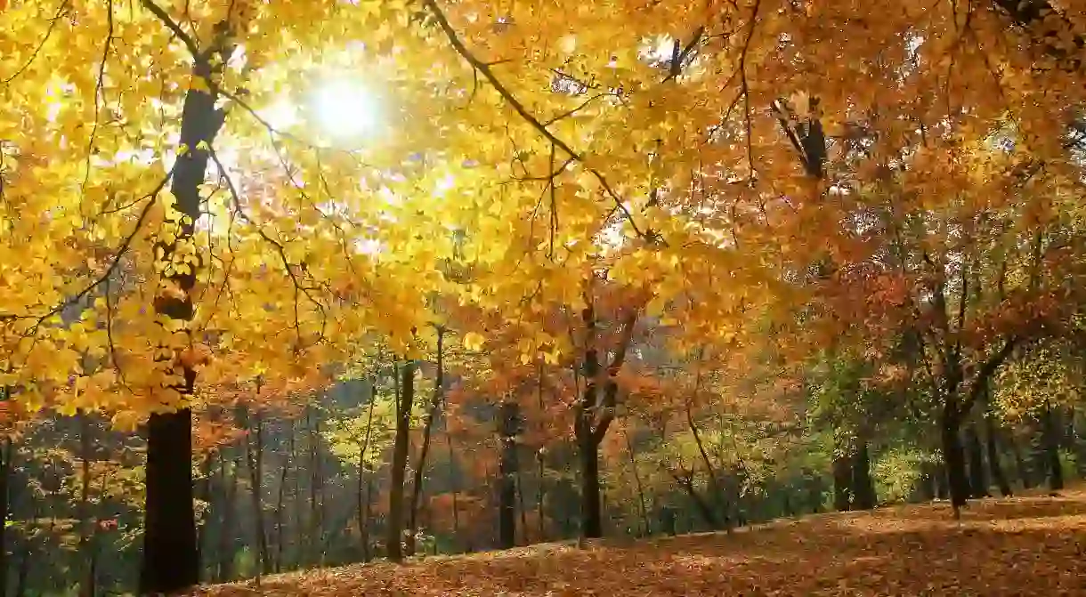 Autumn in Holosiivskyi Park