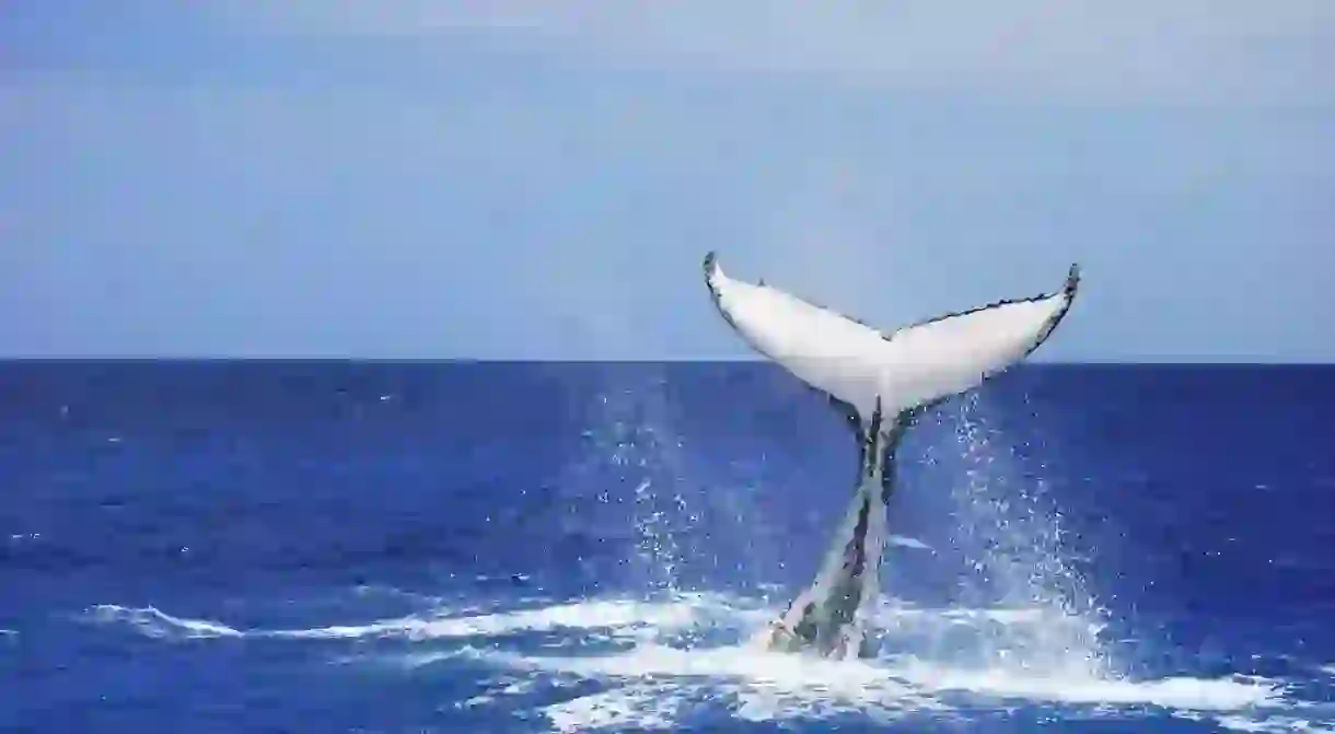 Humpback whale