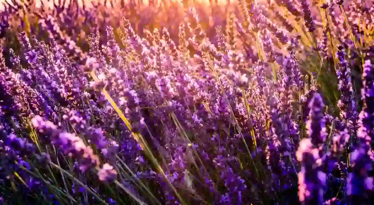 There are some lovely images captured in books about Provence