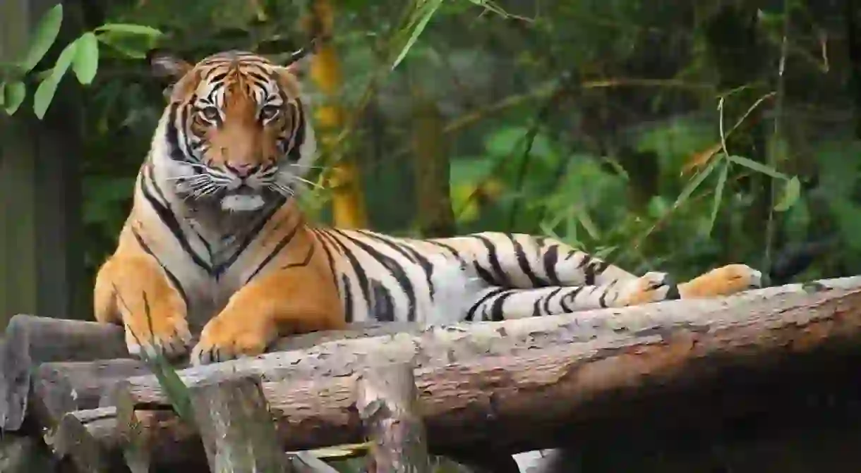 Malayan tiger