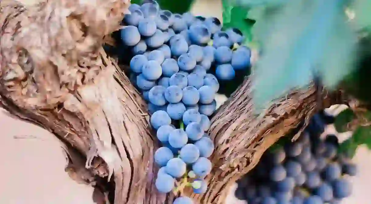 Take a tour of the vineyards