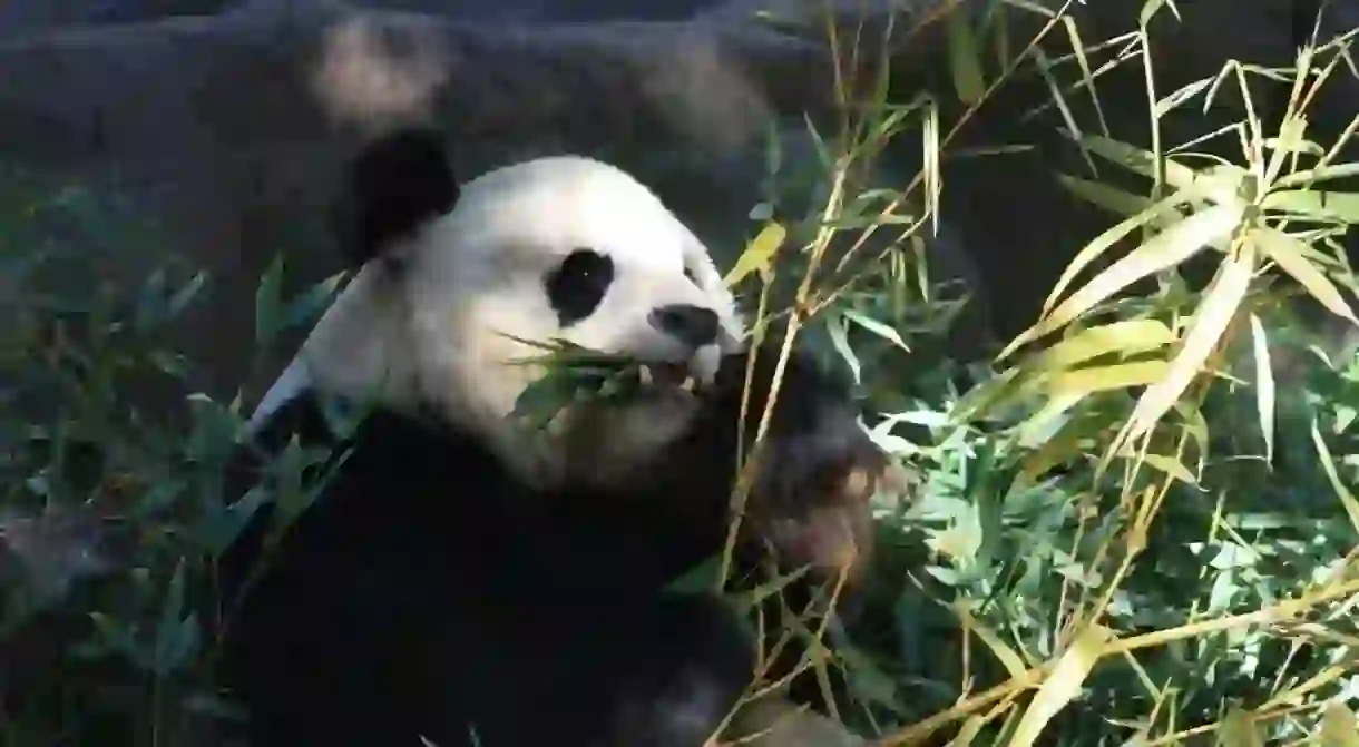 A panda eats bamboo at the San Diego Zoo