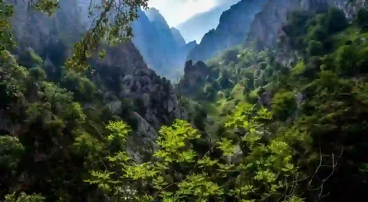 The Picos de Europa are home to Spains brown bear