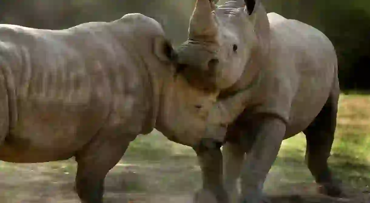 Rhinos at Safari West wildlife preserve in Santa Rosa, CA