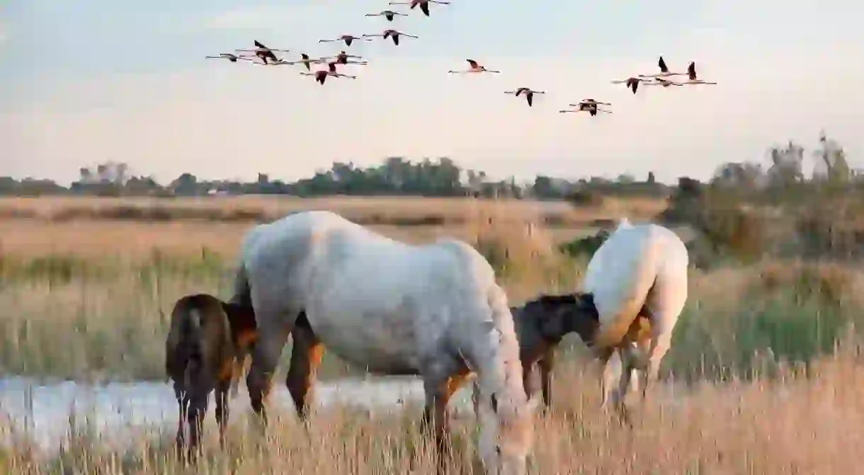 Flamingos and white horses in the Camargue