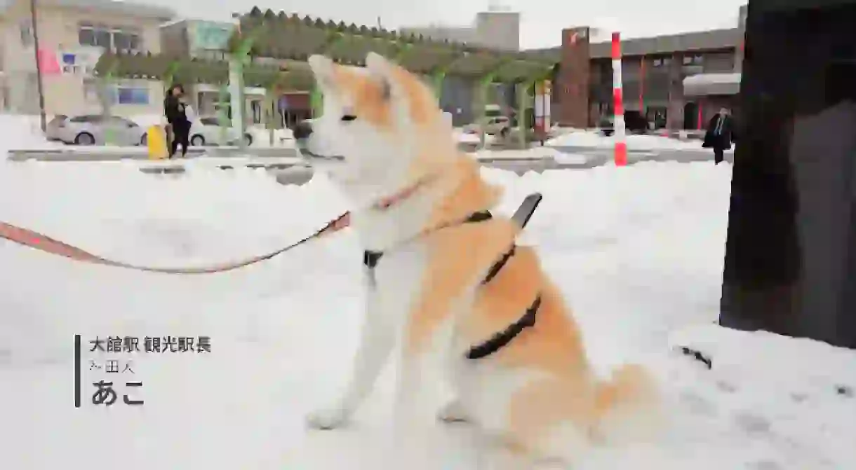 “Dog View” from Akita-inu, home of Japan’s adorable Akita dogs