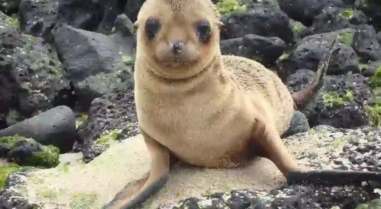 A cute little seal