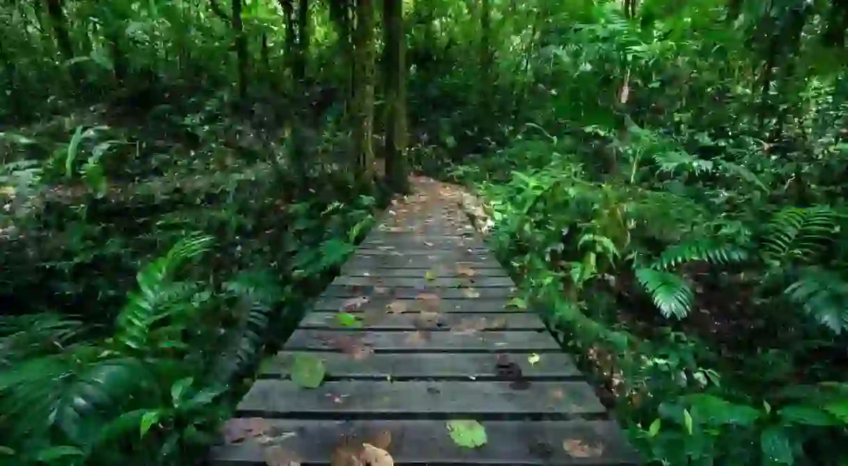 Hiking in Costa Ricas rainforest