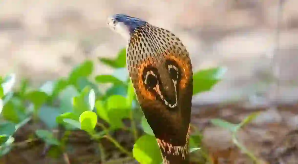 Cobra snake close-up, Sri Lanka