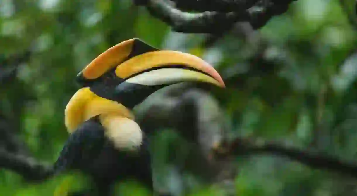 Great pied hornbill in rainforest